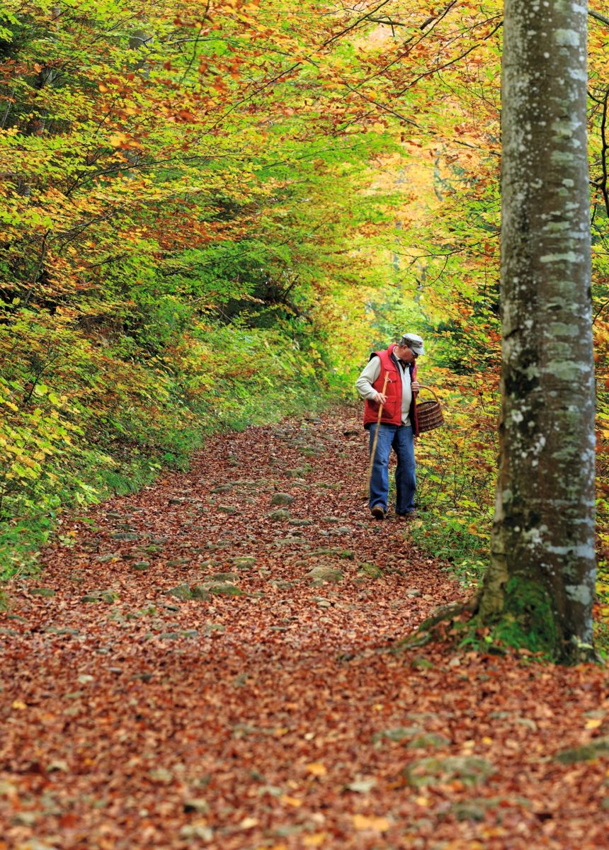 DP_8150_ Image homme dans une forêt