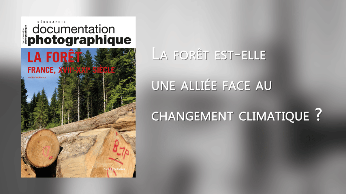 La forêt est-elle une alliée face au changement climatique ?