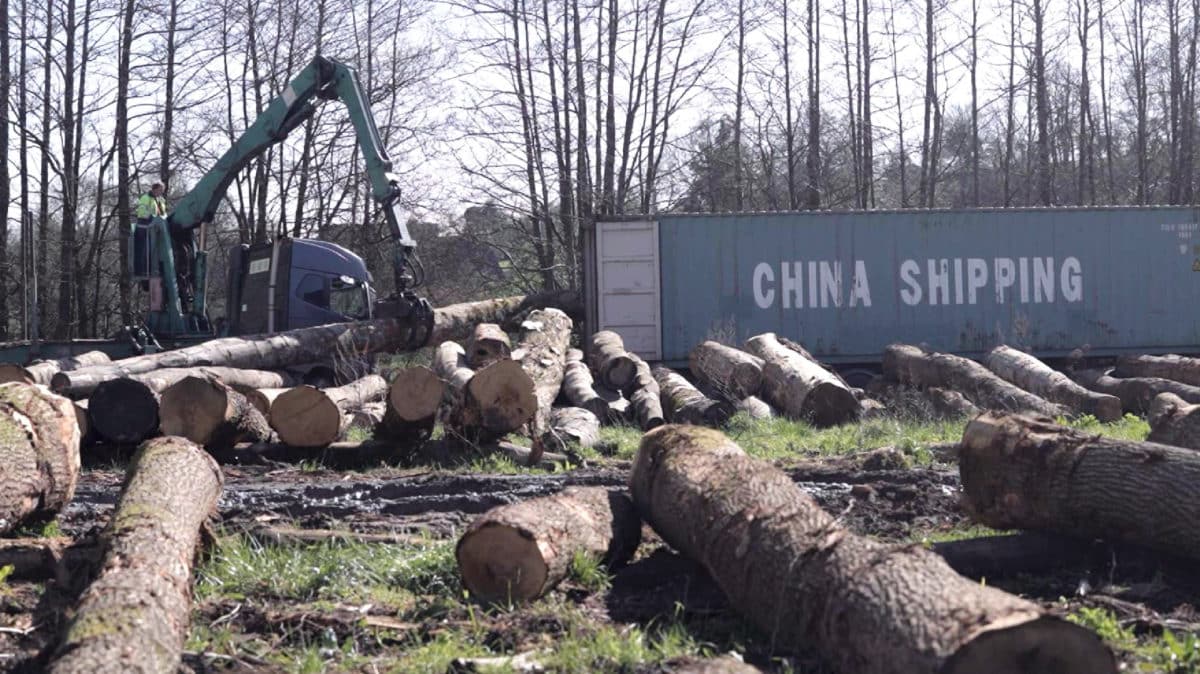 Chargement de grumes de hêtre et de chênes des forets normandes