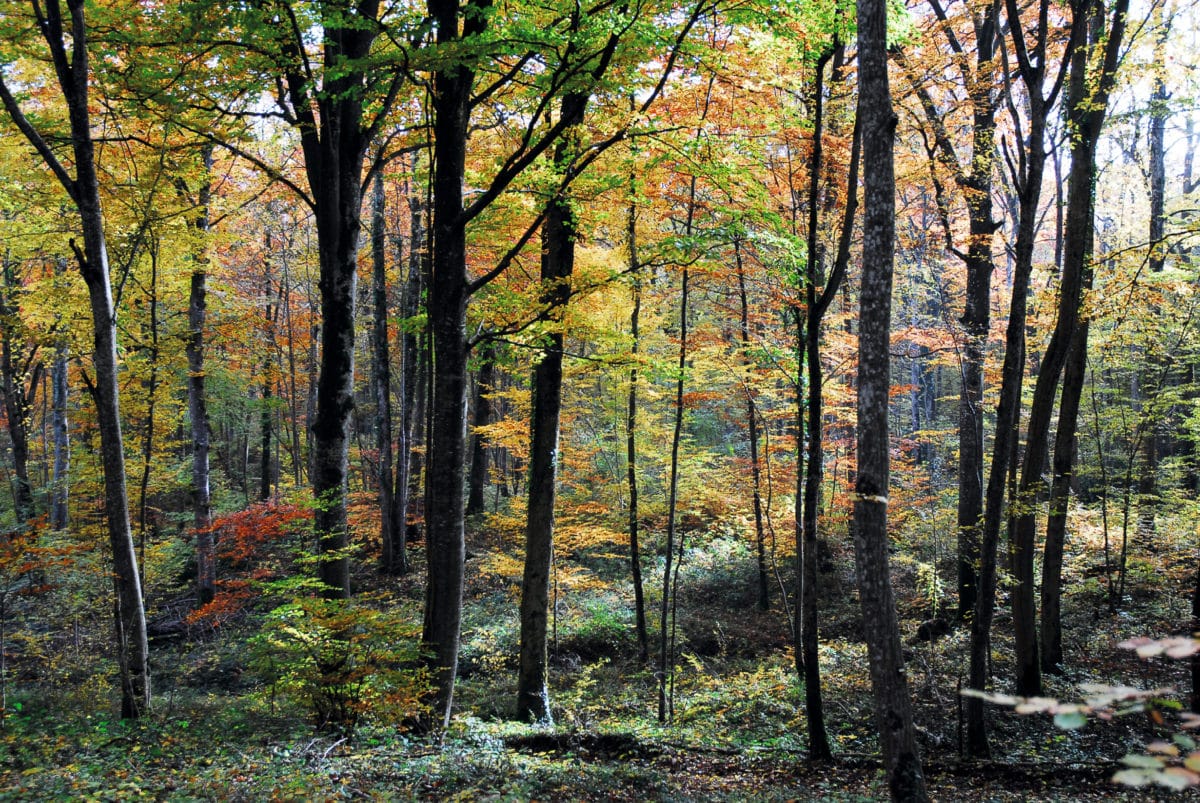 Futaie irrégulière dans la foret communale de Vivey